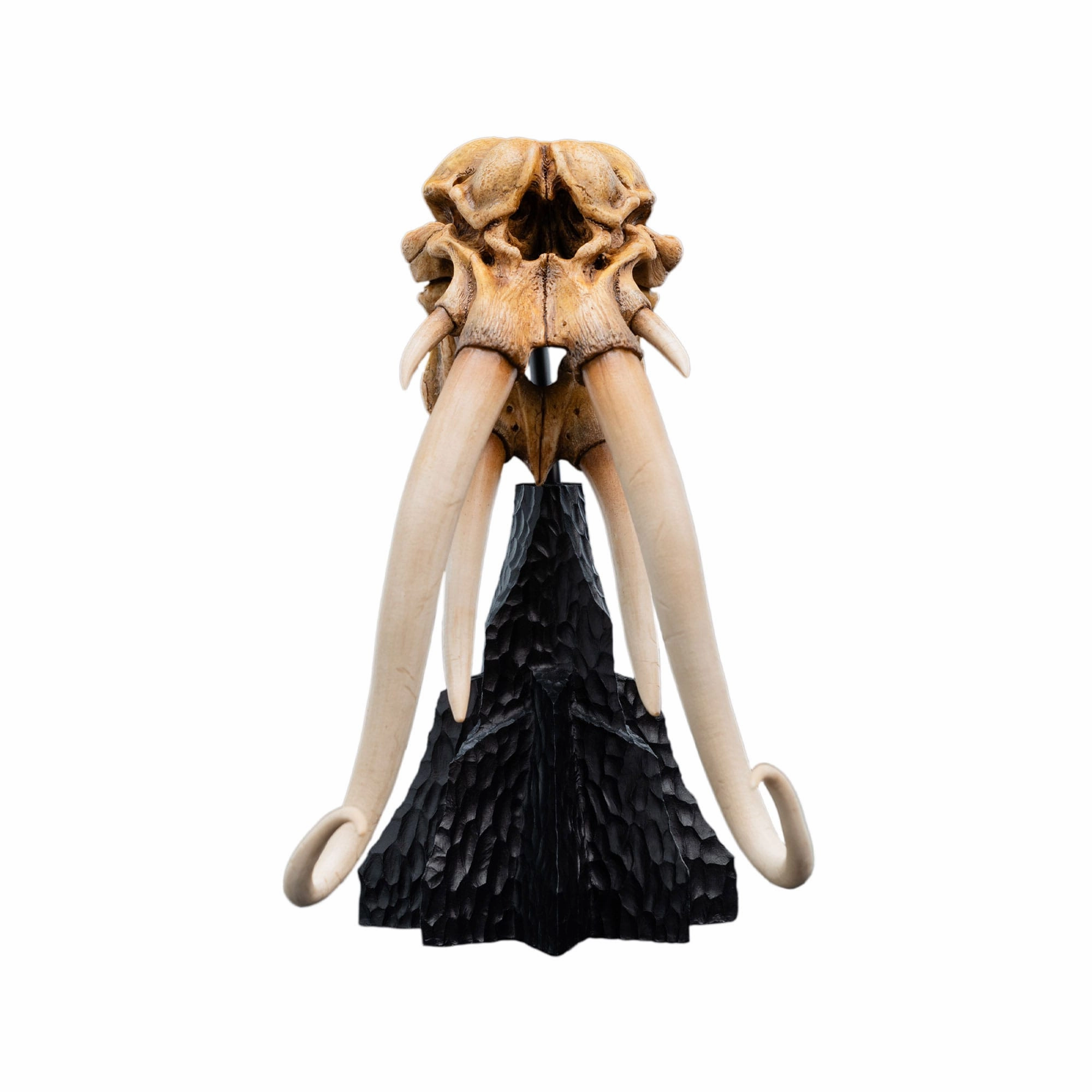 Weta Lord of the Rings Skull of a Mumak Mini Statue Movie Figure